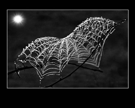 The wing