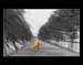 Misty Journey